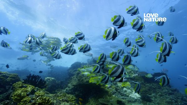 África: Maravilhas do Mundo Marinho - Rasos de Bazaruto