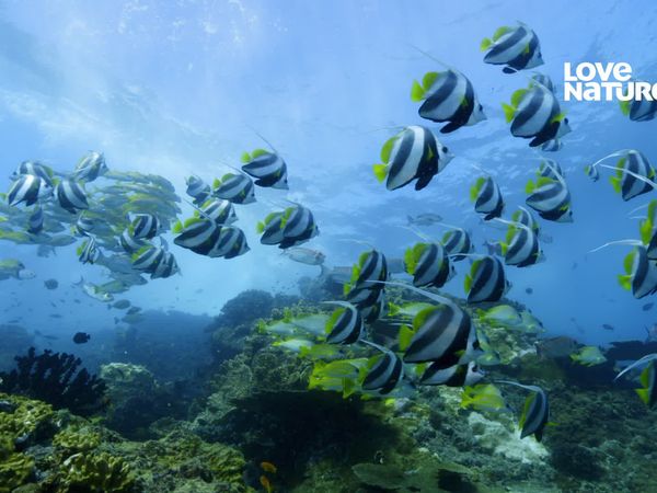 África: Maravilhas do Mundo Marinho - Rasos de Bazaruto