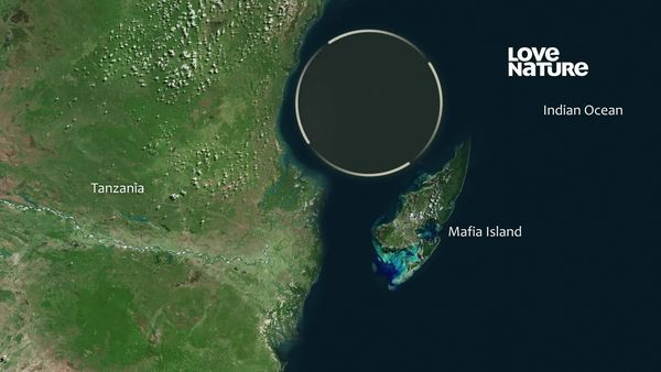 África: Maravilhas do Mundo Marinho - Ilha da Máfia - Paraíso Encantado