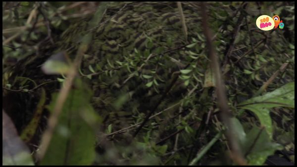 Perdido - Resgate do Kakapo