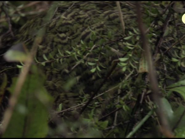 Perdido - Resgate do Kakapo