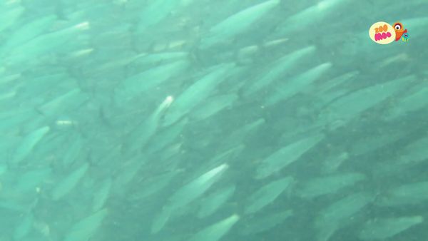 Perdido - Cardume de Sardinhas da África do Sul