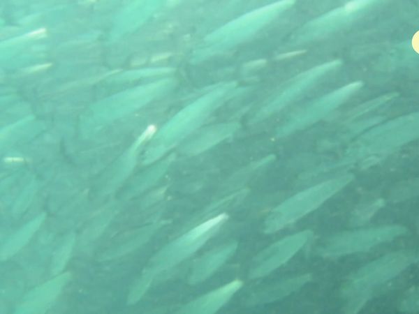 Perdido - Cardume de Sardinhas da África do Sul
