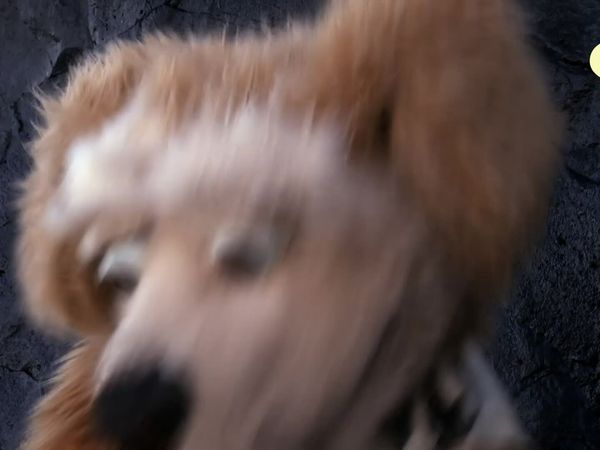 Perdido - Flash Vai Pra Rússia
