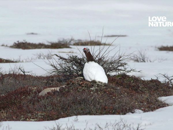 Rockies, As Montanhas Selvagens - Nos Picos