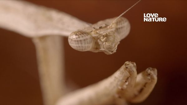 Sobreviventes Selvagens - Apetite Animal