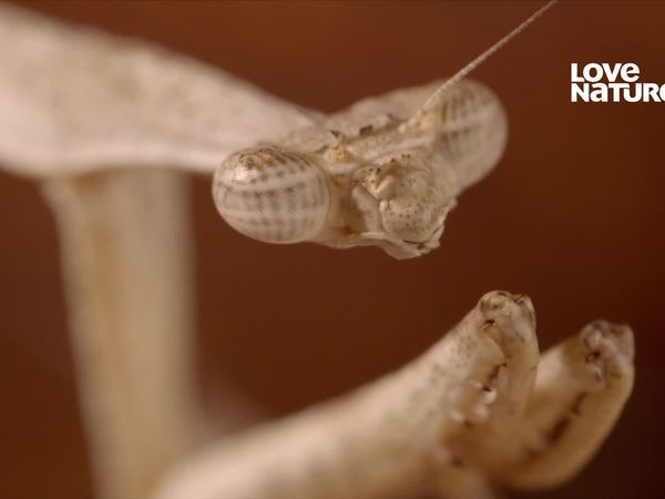 Sobreviventes Selvagens - Apetite Animal
