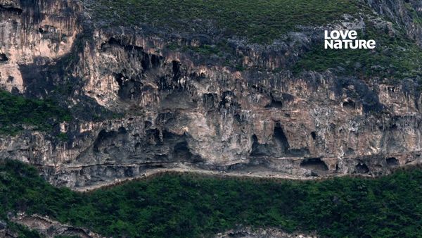 Ilhas Ocultas da Austrália - Ilha Canguru