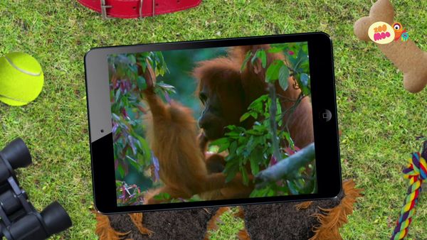 Flash, o Aventureiro - Macaco