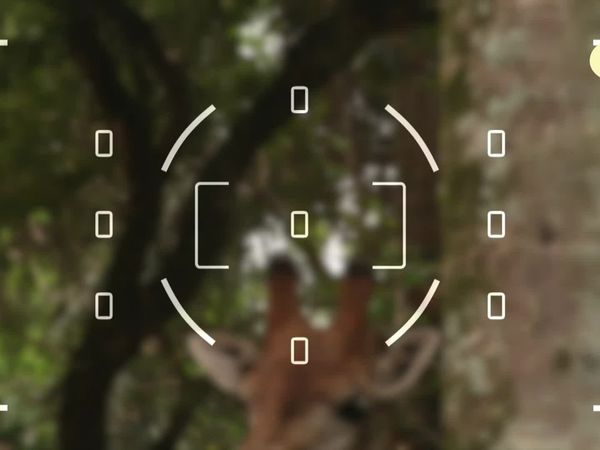 Flash, o Aventureiro - Girafa