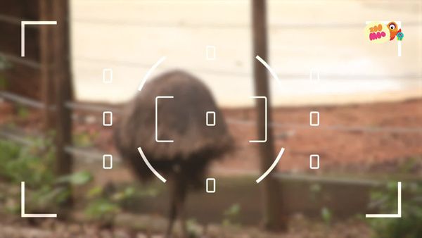 Flash, o Aventureiro - Emu