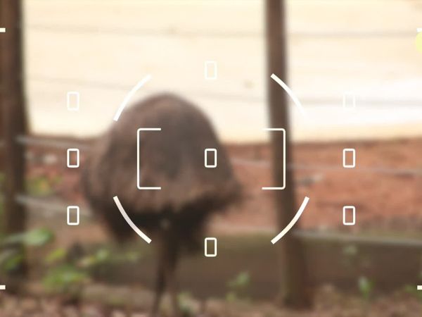 Flash, o Aventureiro - Emu