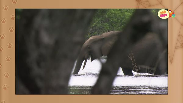 Flash, o Aventureiro - Elefante