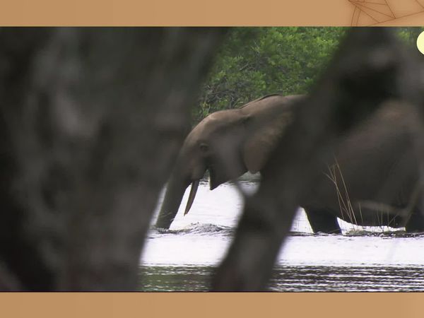 Flash, o Aventureiro - Elefante