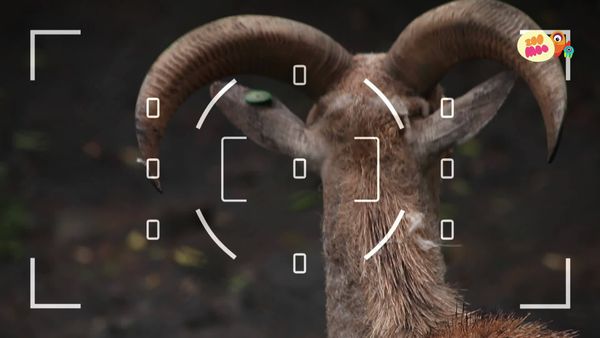 Flash, o Aventureiro - Aoudad