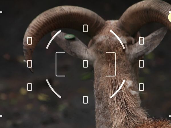 Flash, o Aventureiro - Aoudad