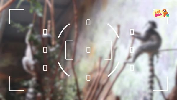Flash, o Aventureiro - Lemure