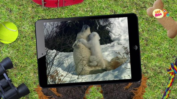Flash, o Aventureiro - Urso Polar