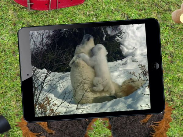 Flash, o Aventureiro - Urso Polar