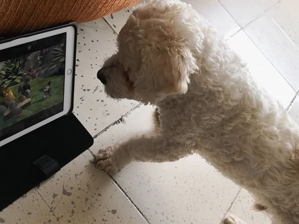 Humanimales - Episodio 2