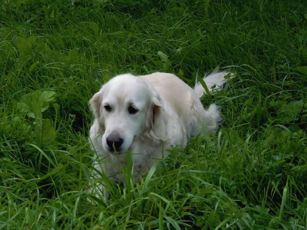 Come Como Animal - Episodio 1