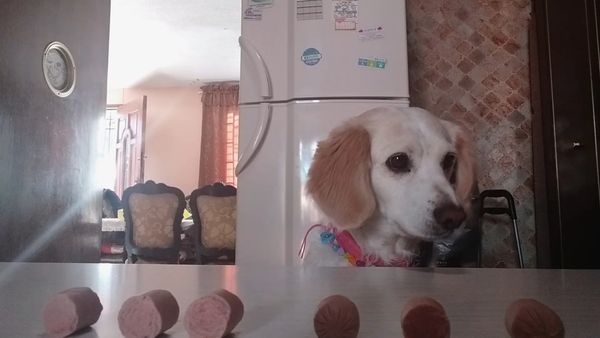 Come Como Animal - Episodio 2