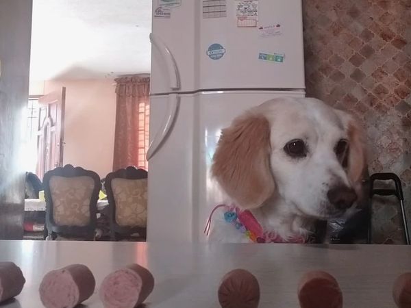 Come Como Animal - Episodio 2