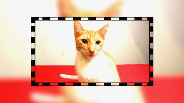 Gativideos - Episodio 3