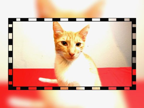 Gativideos - Episodio 3
