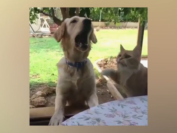 Mascotas Destacadas - Episodio 2