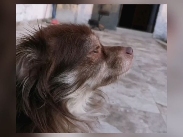 Mascotas Destacadas - Episodio 1