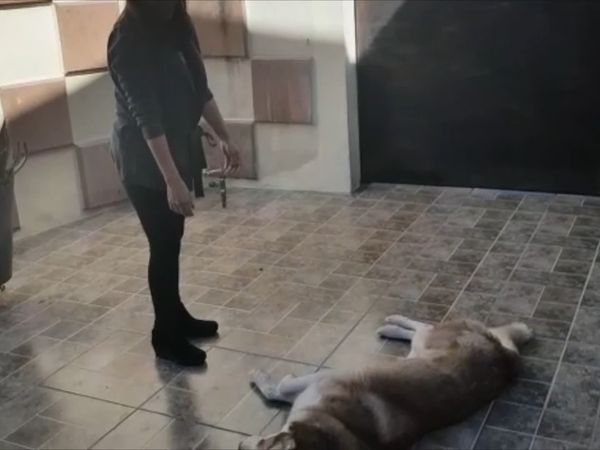 Patas a la Obra - Episodio 2