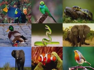 Zoofari - Safári De Sons / Sapos E Rãs