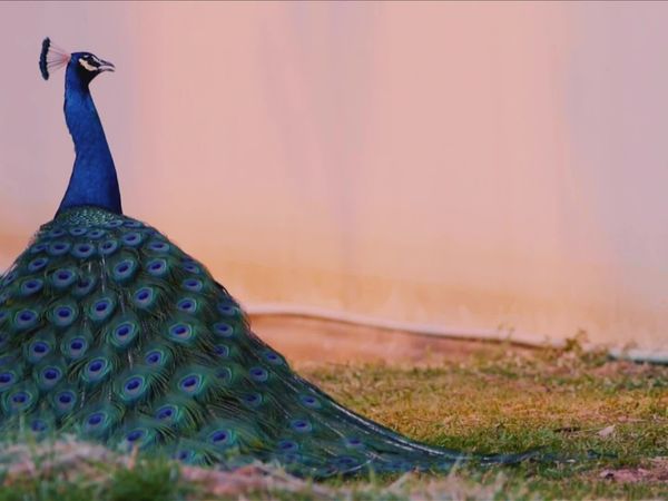 Zoofari - Melhores Bichinhos de Estimação / Academia da Selva