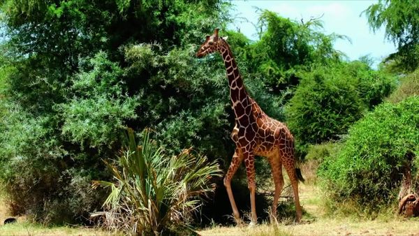 Zoofari - Animais da Cabeçaaos Pés / Terra dos Lagartos