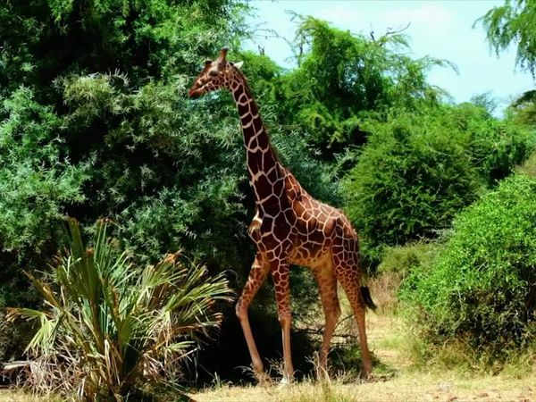 Zoofari - Animais da Cabeçaaos Pés / Terra dos Lagartos