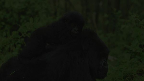 Zoofari - A Premiação das Melhores Mamães / Os Incríveis Jogos dos Animais