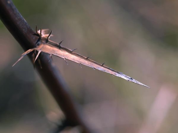 Terra Brasil - Trilhas - Serra da Bocaina