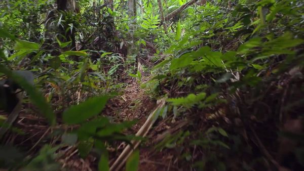 Terra Brasil - Trilhas - Pico dos Pontões