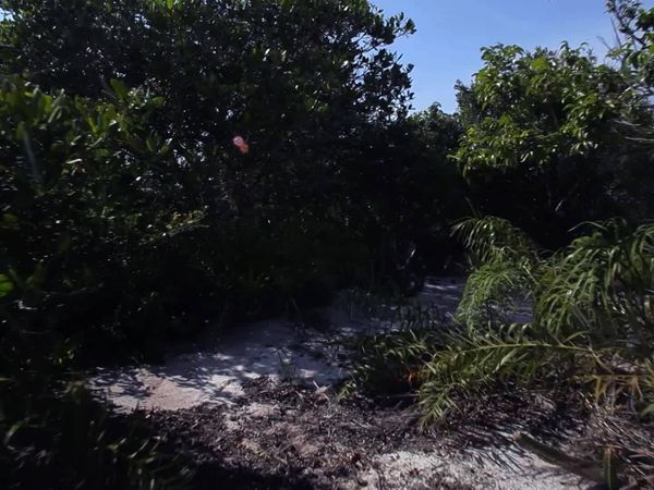 Terra Brasil - Trilhas - Restinga de Jurubatiba