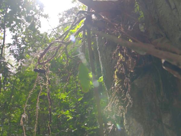 Terra Brasil - Trilhas - Lapa Grande