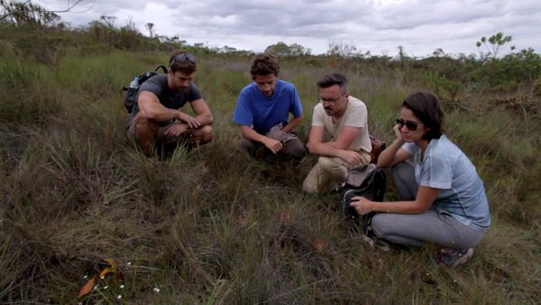 Terra Brasil - Guias - Velozias Gigantes