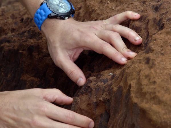 Terra Brasil - Guias - Restinga