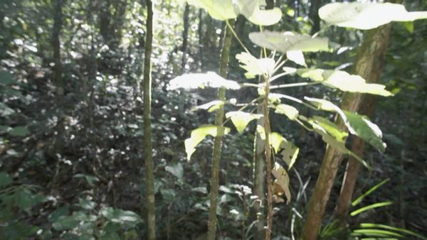 Terra Brasil - Guias - Serra do Japi