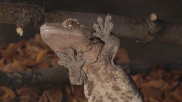 Finding Stuff Out - Reptiles