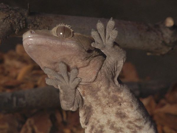 Finding Stuff Out - Reptiles