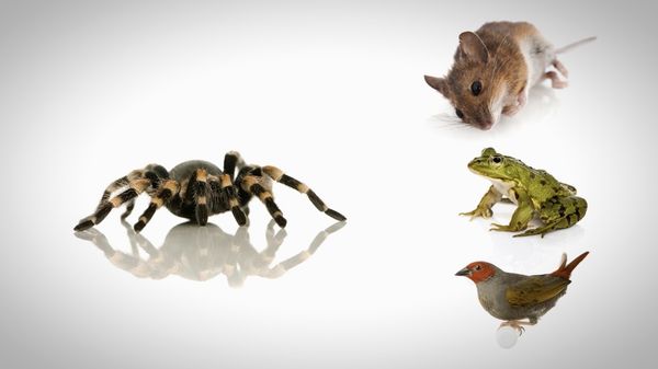 Finding Stuff Out - Poison and Venom