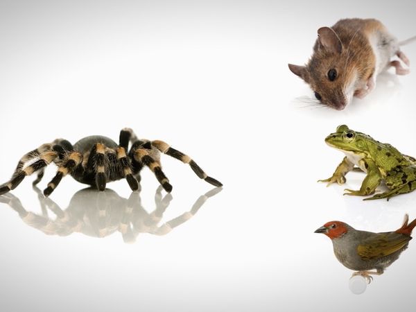 Finding Stuff Out - Poison and Venom
