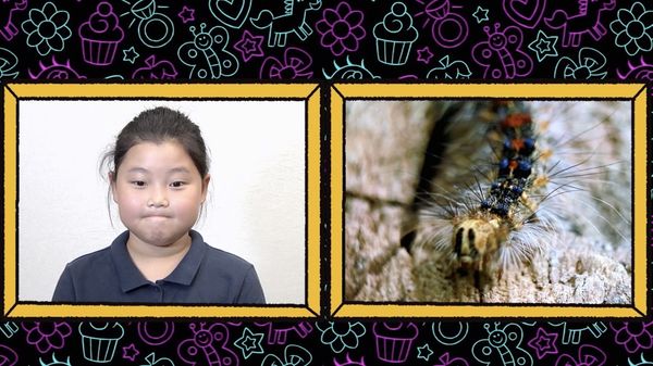 Finding Stuff Out - Creepy Critters