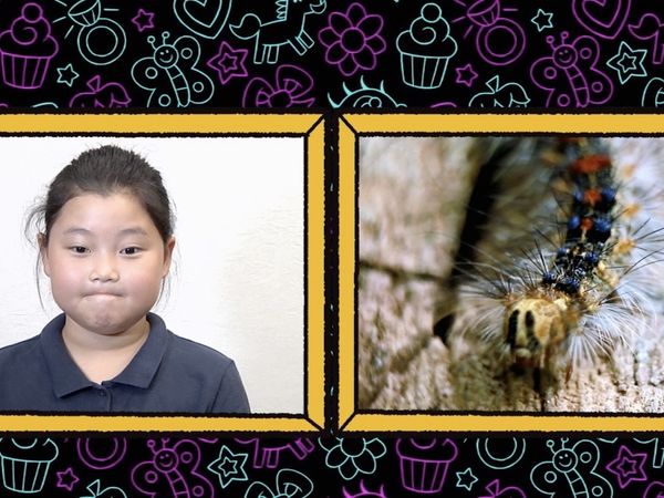 Finding Stuff Out - Creepy Critters